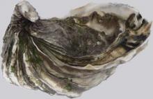 Photograph of Raw Pacific Oyster